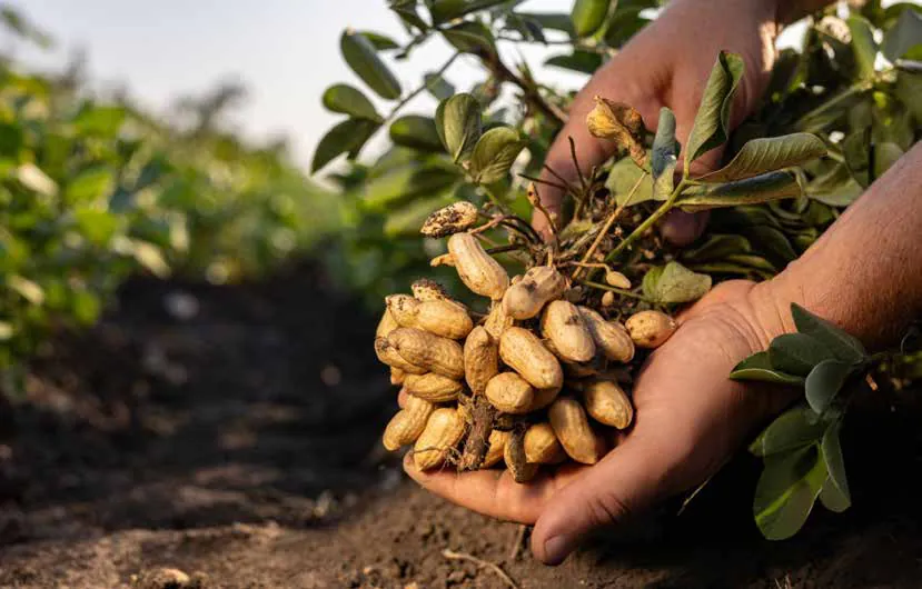 Freshly lifted groundnuts held in a farmer's hands